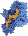 Enzymes Enzymes