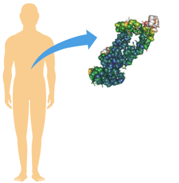 Native Proteins