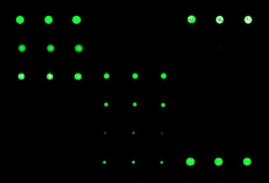 Protein Arrays Protein Arrays