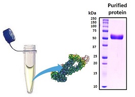 Recombinant Proteins Recombinant Proteins