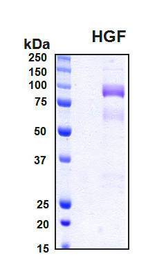 Growth Factors Growth Factors