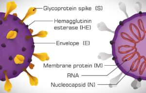 Spike Protein Spike Protein