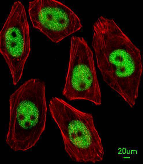 Secondary Antibodies Secondary Antibodies