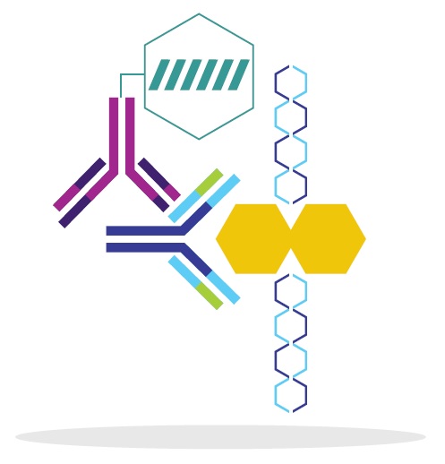 Transcription Factor Activity Assays Transcription Factor Activity Assays