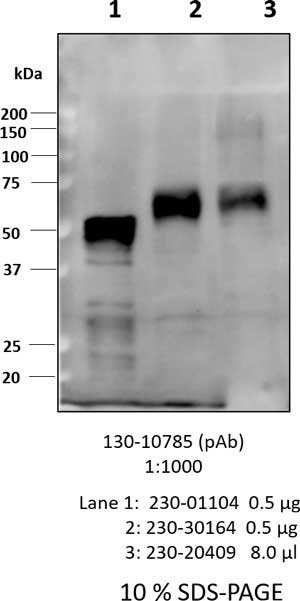 Anti-SARS-CoV-2 N-Protein Antibody, Biotinylated