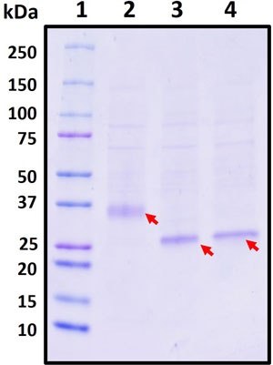 Recombinant SARS-CoV-2 Omicron B.1.1.529 variant spike RBD protein, Biotinylated