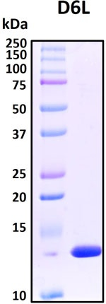 Recombinant Mpox Virus Secreted IL-18 Binding Protein D6L