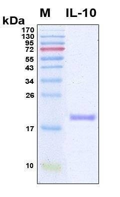Recombinant Human IL-10 Protein