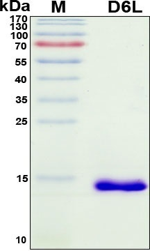 Recombinant Mpox Virus Secreted IL-18 Binding Protein D6L