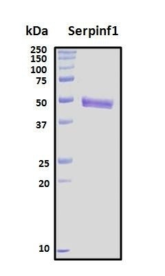 Recombinant Mouse Serpin F1 Protein, Biotinylated