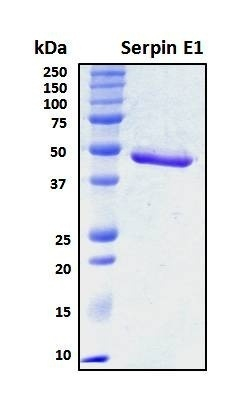 Recombinant Mouse SERPINE1 Protein, Biotinylated