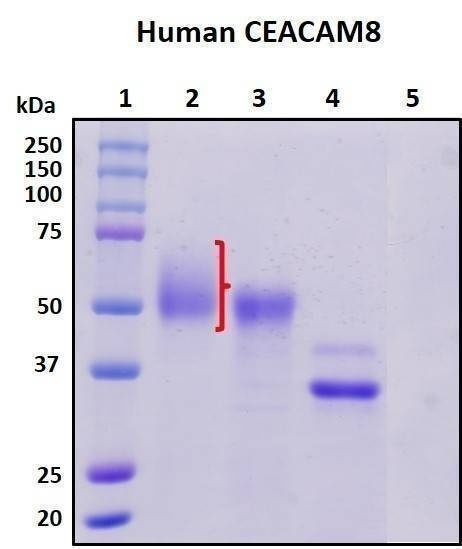 Recombinant Human CEACAM8/CD67 Protein