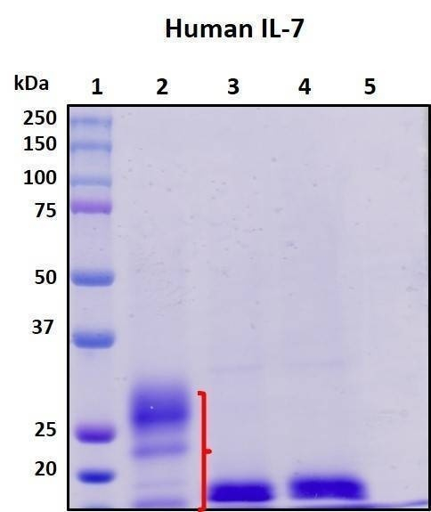Recombinant Human Interleukin-7 Protein