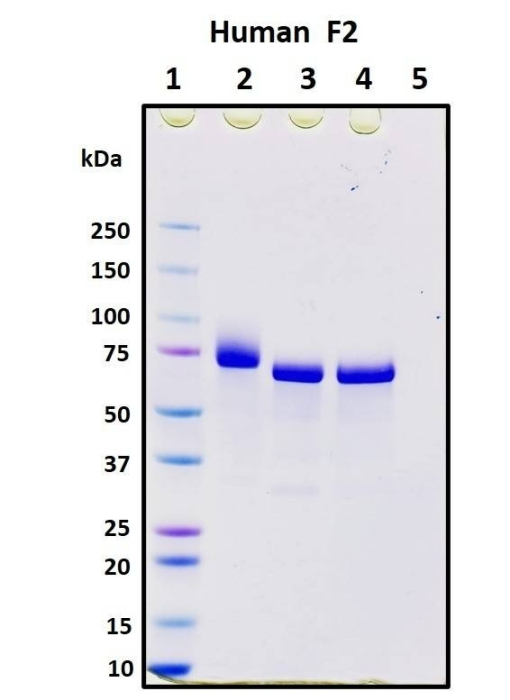 Recombinant Human Coagulation Factor II (F2) Protein, Biotinylated