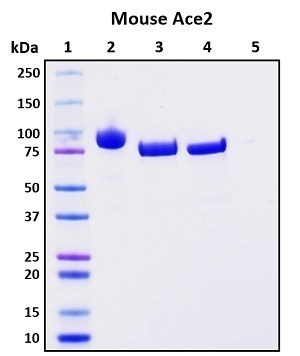 Recombinant Mouse ACE2 Protein, Biotinylated