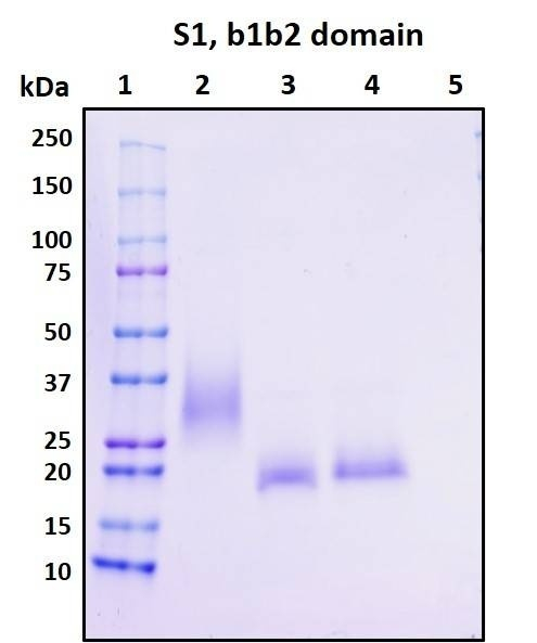 Recombinant SARS-CoV-2 S1 Subunit Protein, CendR Domain with N-terminal His-tag, Biotinylated