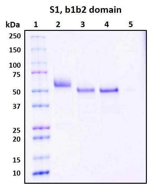 Recombinant SARS-CoV-2 S1 Subunit Protein, CendR Domain with mouse IgG Fc-tag, Biotinylated