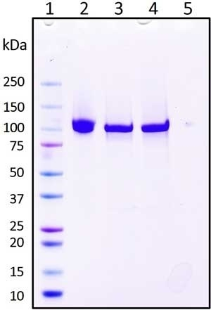 Recombinant Human Neuropilin-1 (NRP1) Protein, Isoform 1, Triple Mutant (S346A, E348A, T349A), Biotinylated