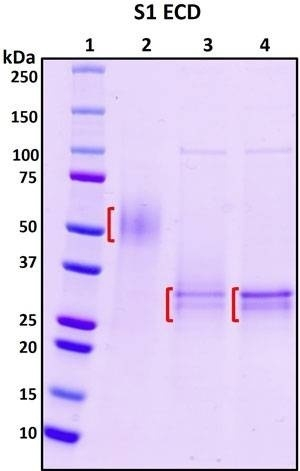 Recombinant SARS-CoV-2 Spike Glycoprotein S1 Subunit Protein, N-terminal Extracellular Domain (ECD), Biotinylated