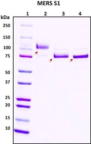 Recombinant MERS-CoV Spike Glycoprotein S1 Subunit, full length, Biotinylated