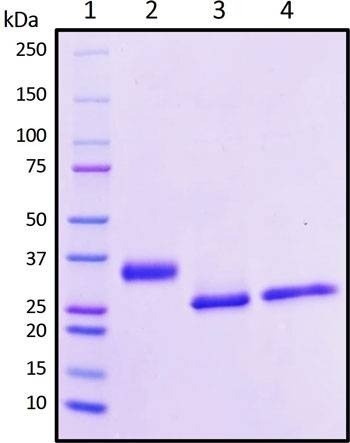Recombinant SARS-CoV-2 S1 Subunit Protein RBD, L452Q/F490S mutant, Biotinylated