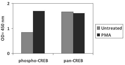 Human Phospho-CREB (S133) and Total CREB ELISA Kit