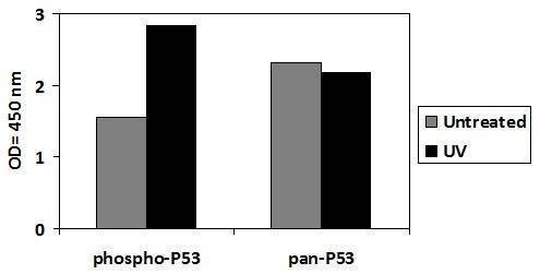 Phospho-P53 (S15) and Total P53 ELISA Kit