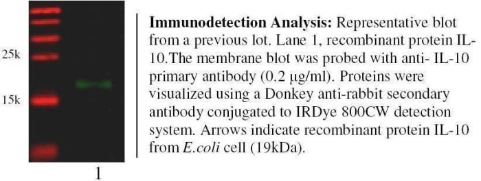 Anti-Interleukin 10 (IL10) Antibody, Biotinylated