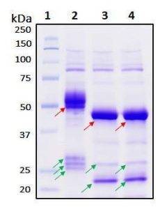 Recombinant SARS-CoV-2 Nucleocapsid Protein, Biotinylated