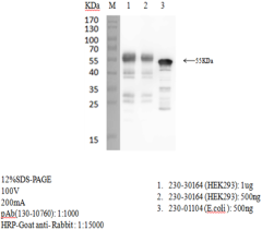 Anti-SARS-CoV-2 N-Protein Antibody