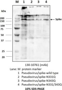 Anti-SARS-CoV-2 S2F Antibody