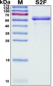 Recombinant SARS-CoV-2 Spike Protein, S2 Subunit