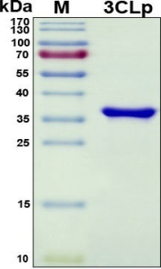 Recombinant SARS-CoV-2 Replicase Polyprotein 1a (3C-like Proteinase Nsp5)