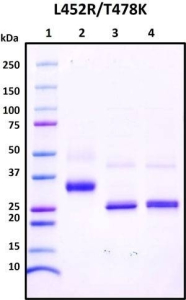 Recombinant SARS-CoV-2 S1 Subunit Protein RBD, L452R/T478K mutant, Biotinylated