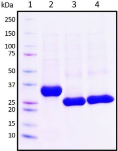 Recombinant SARS-CoV-2 S1 Subunit Protein RBD, R346K/E484K/N501Y mutant, Biotinylated