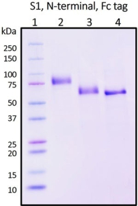 Recombinant SARS-CoV-2 Spike Protein Subunit 1, N-terminal with Fc tag