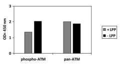 Human Phospho-ATM (S1981) and Total ATM ELISA Kit