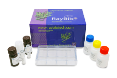 Human Cytokine Array C1000