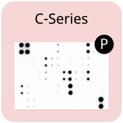 Human Phosphorylation Pathway Profiling Array C55