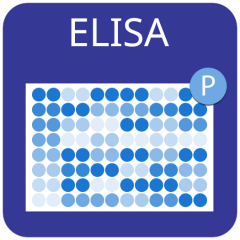 Phospho-Tau (T181) Quantitative ELISA Kit