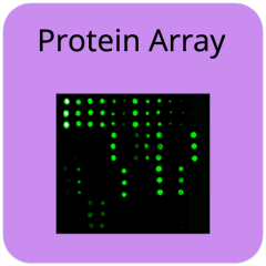 Coronavirus Protein Array G2