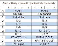 Mouse Cytokine Array Q1