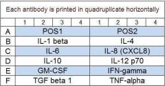 Porcine Cytokine Array Q1