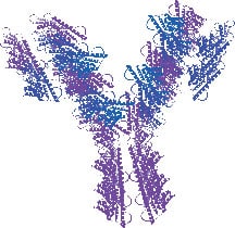Antibody_cartoon_sm Antibody_cartoon_sm