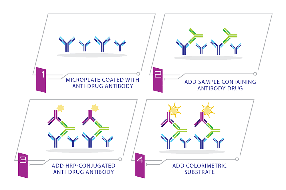 Bridging ELISA_Drug Antibody