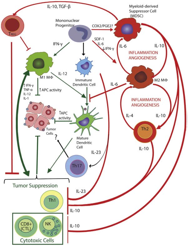 Tumor-Immune-Cell-Interactions Tumor-Immune-Cell-Interactions