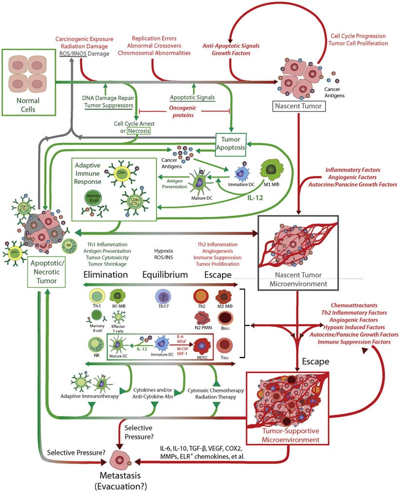 Tumor-Progression-Immunoediting Tumor-Progression-Immunoediting