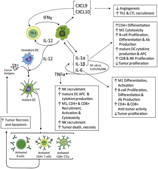 Tumor-suppressing-inflammation Tumor-suppressing-inflammation
