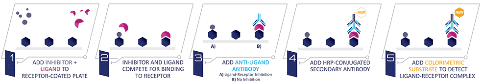 binding-assays-how-it-works