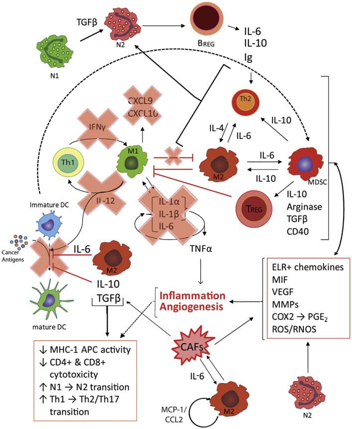 cancer-immune-cells-in-TME cancer-immune-cells-in-TME
